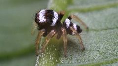 Insects spiders arachnids