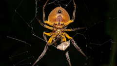 Insects spiders arachnids