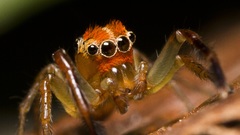 Insects spiders arachnids