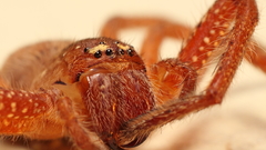 Insects spiders arachnids