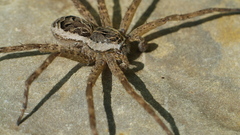 Insects spiders arachnids