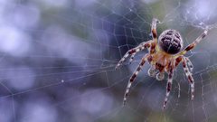 Insects spiders arachnids