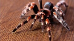 Insects tarantula