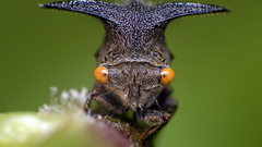 Insects treehopper