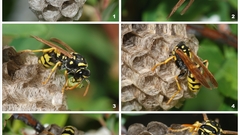Insects wasp