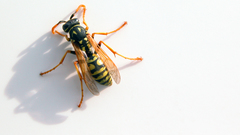 Insects wasp
