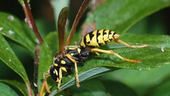 Insects wasp insect