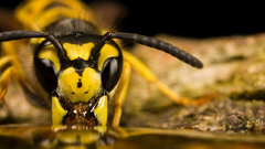 Insects wasp macro drinks