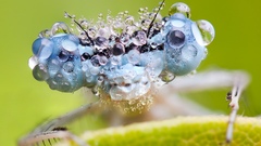 Insects water drops Dragonflies