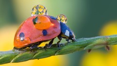 Insects water drops macro