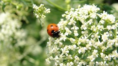 Insects white flowers ladybirds