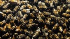 Insects wildlife bees