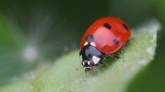 Insects wildlife ladybirds