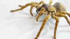 Insects wildlife spiders arachnids