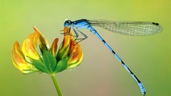 Insects yellow flowers