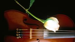 Instruments of Beauty flower