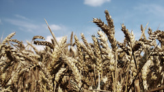 Interfacelift before bread Food