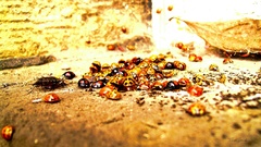 Invasion insects macro