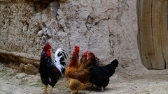 Iran isfahan ghortan