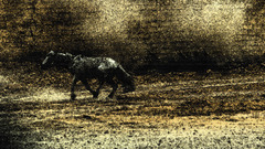 Iraq horse high World