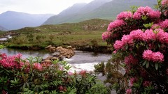 Ireland bloom The River