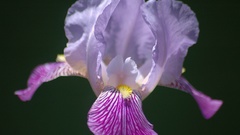 Iris May full high