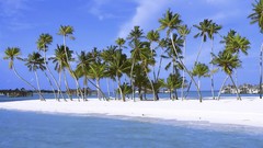Islands India palm trees Beaches