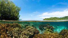 Islands Indonesia underwater split-view