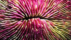 Islands Malaysia coral