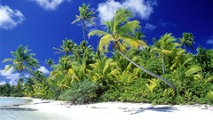 Islands palm trees Beaches