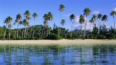 Islands palm trees French Polynesia
