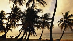 Islands palm trees Panama Beaches