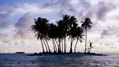 Islands palm trees Sea