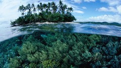 Islands palm trees seaweed