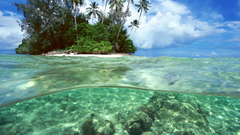 Islands palm trees Solomon