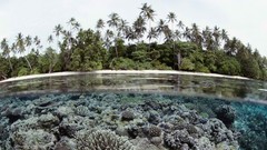 Islands palm trees split-view coral reef Solomon Islands
