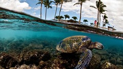 Islands palm trees tropical turtles split-view
