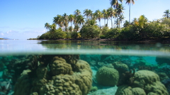 Islands palm trees underwater