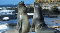 Islands Seals