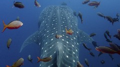 Islands whale shark Ecuador Galapagos