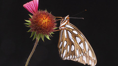 Ispc please wait longer