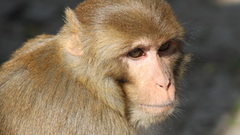 It rhesus macaque You