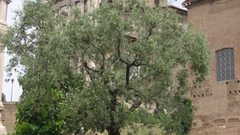 Italy and otherplaces high