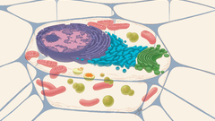 Itc eukaryoticcell copy high