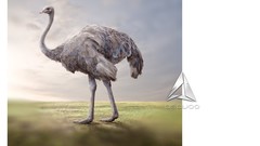 Ivson monteiro design gráfico