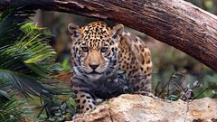 Jaguar Leopards