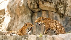 Jaguar Leopards
