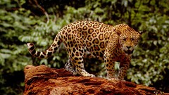 Jaguar Normal