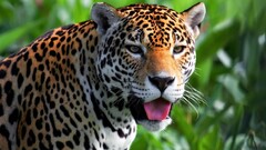 jaguars Animals big cats tongues Mammals
