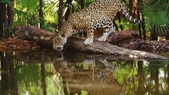 jaguars Animals feline big cats water reflection Mammals